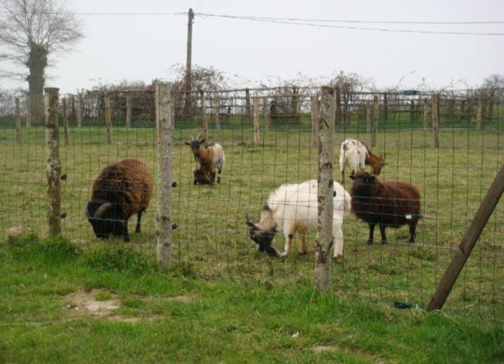 Chambres La Guejailliere Beaumont-Pied-de-Boeuf  Номер фото